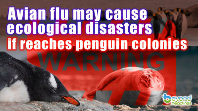 Avian flu may cause ecological disasters if reaches penguin colonies