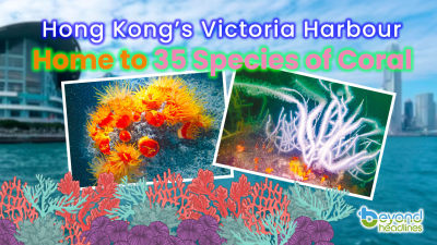 Hong Kong’s victoria harbour home to 35 species of coral!