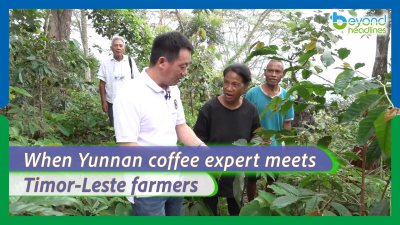 When Yunnan coffee expert meets Timor-Leste farmers