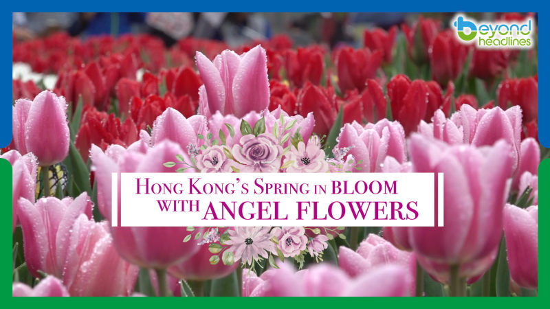 Hong Kong’s Spring in bloom with angel flowers