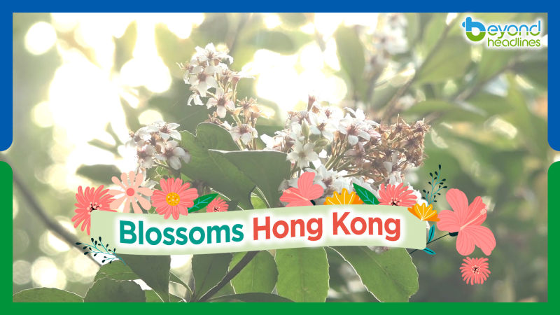 Blossoms Hong Kong