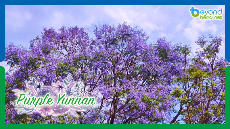 Purple Yunnan