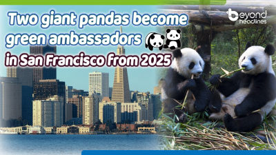 Two giant pandas become green ambassadors in San Francisco from 2025