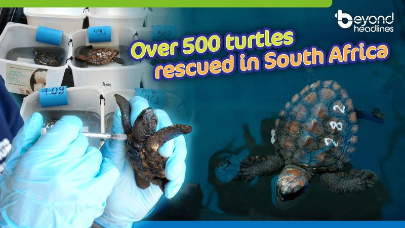 Over 500 turtles rescued in South Africa