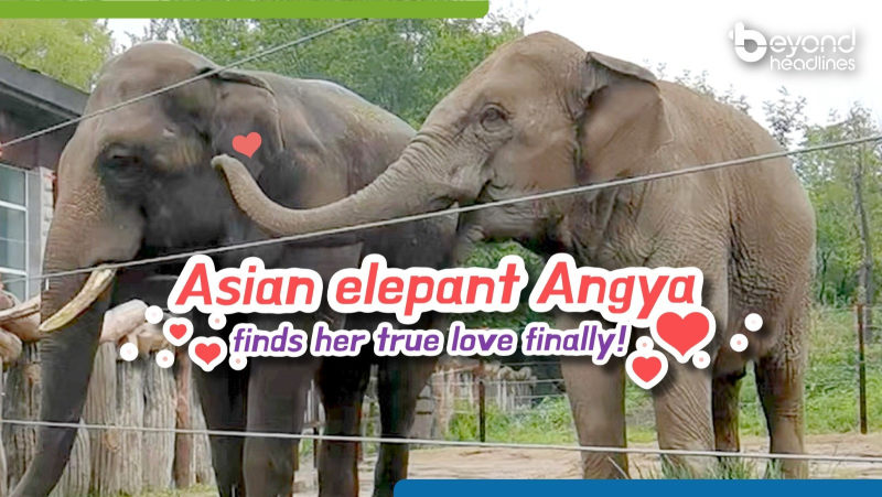 Asian elepant Angya finds her true love finally!