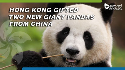 Hong Kong gifted two new giant pandas from China