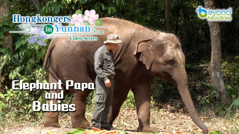 "Hongkongers in Yunnan" video series - EP3: Elephant Papa and Babies