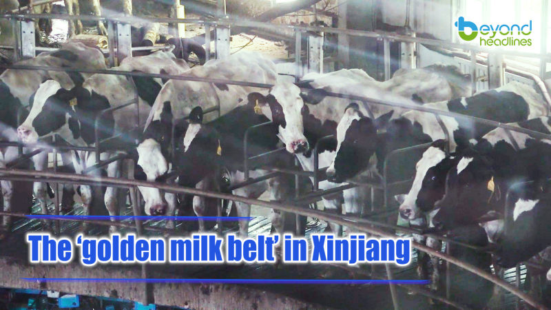 The ‘golden milk belt’ in Xinjiang