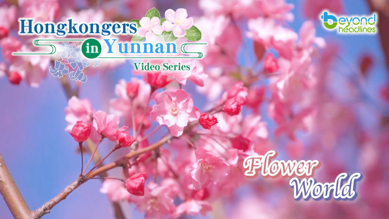 "Hongkongers in Yunnan" video series - EP5: Flower World