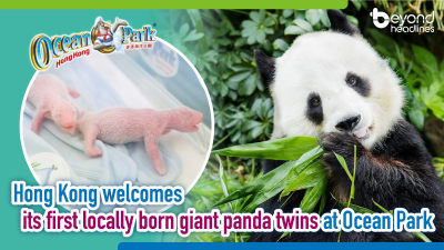 Hong Kong welcomes its first locally born giant panda twins at Ocean Park