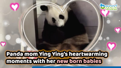 Panda mom Ying Ying’s heartwarming moments with her newborn babies