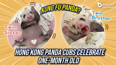 Kung Fu Panda? Hong Kong panda cubs celebrate one-month old