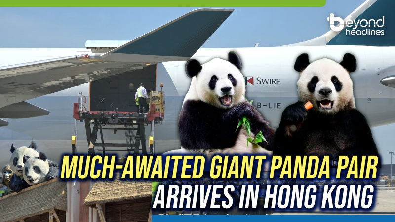 Much-awaited giant panda pair arrives in Hong Kong