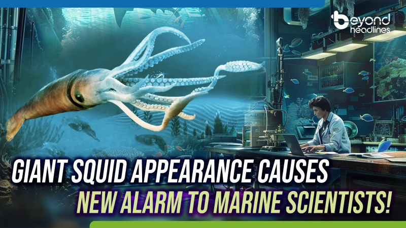 Giant Squid appearance causes new alarm to marine scientists!