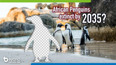 African Penguins extinct by 2035?