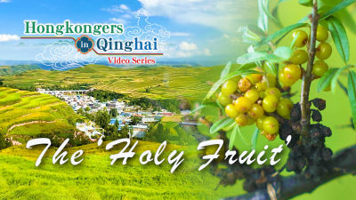 "Hongkongers in Qinghai" video series- EP1: The ‘Holy Fruit’