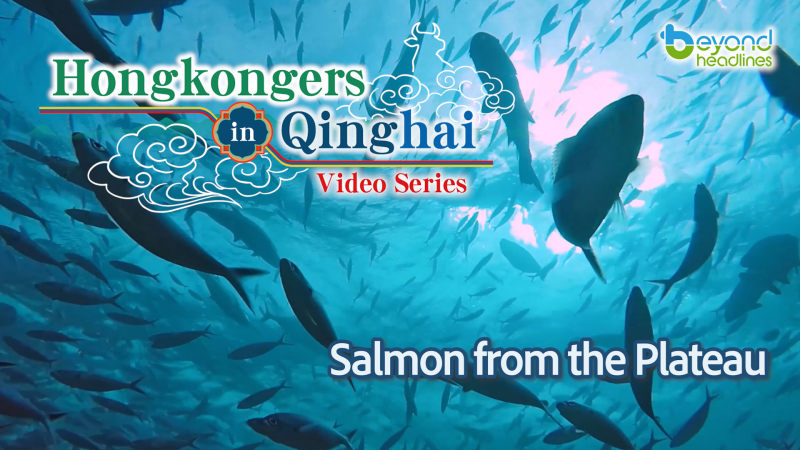 "Hongkongers in Qinghai" video series- EP3: Salmon from the Plateau