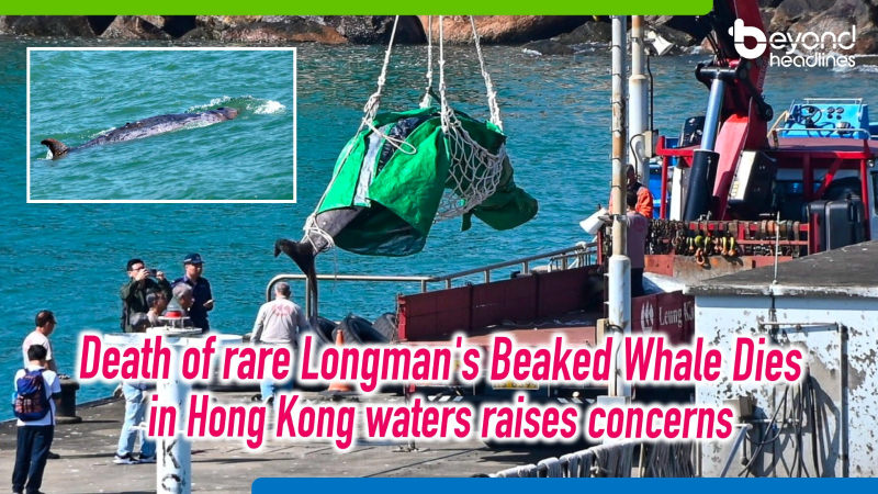 Death of rare Longman's Beaked Whale Dies in Hong Kong waters raises concerns