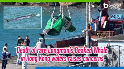 Death of rare Longman's Beaked Whale in Hong Kong waters raises concerns