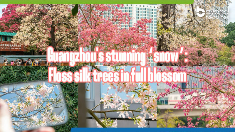 Guangzhou's stunning ‘snow’: Floss silk trees in full blossom