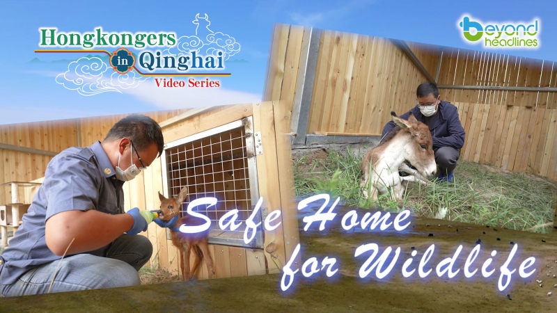 "Hongkongers in Qinghai" video series- EP7: Safe Home for Wildlife