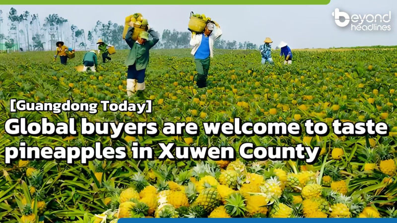 [Guangdong Today] Global buyers are welcome to taste pineapples in Xuwen County