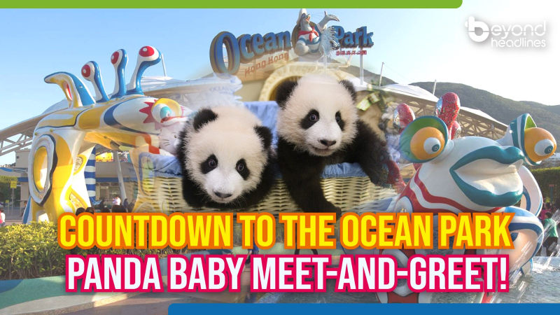 Countdown to the HK Ocean Park panda baby meet-and-greet!