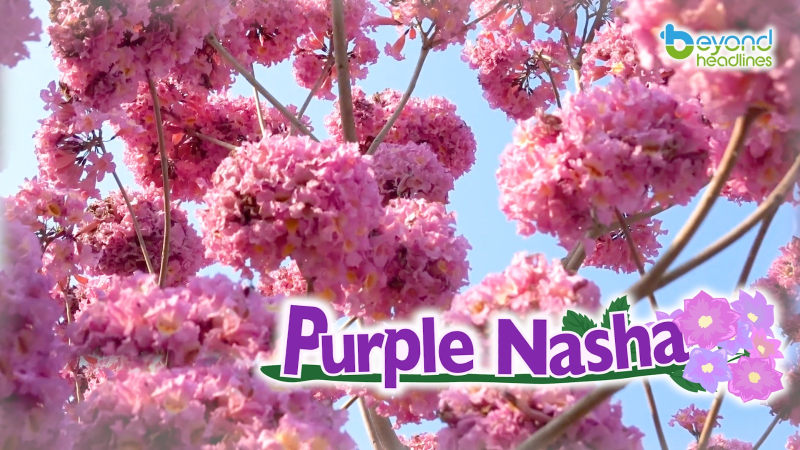 Purple Nansha