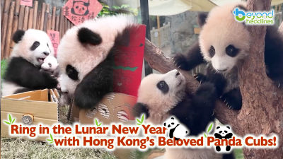 Ring in the Lunar New Year with Hong Kong’s Beloved Panda Cubs!