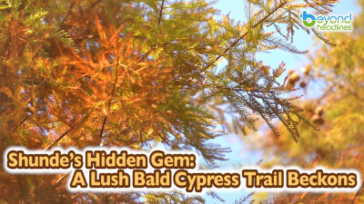 Shunde’s Hidden Gem: A Lush Bald Cypress Trail Beckons