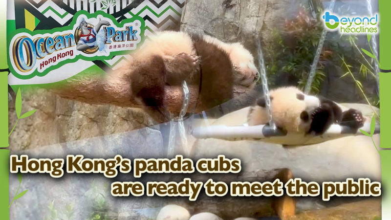 Hong Kong’s panda cubs are ready to meet the public