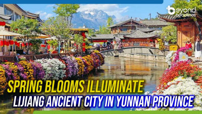 Spring Blooms Illuminate Lijiang Ancient City in Yunnan Province