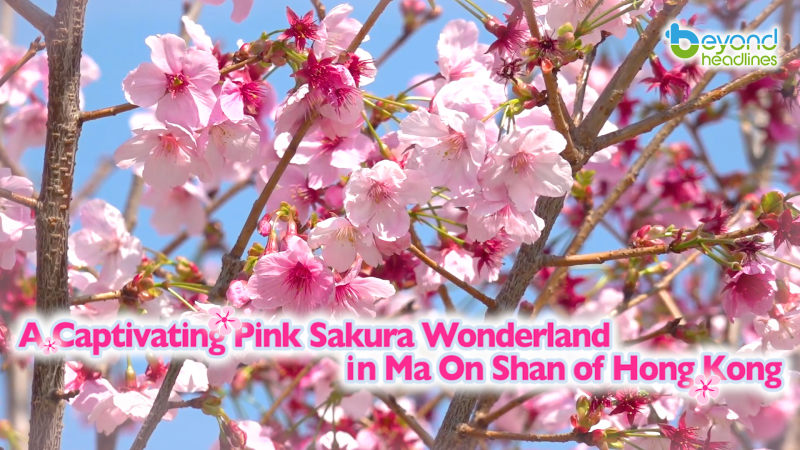 A Captivating Pink Sakura Wonderland in Ma On Shan of Hong Kong