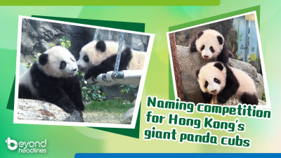 Naming Competition for Hong Kong's Giant Panda Cubs