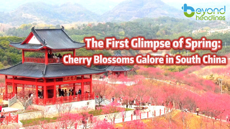 The First Glimpse of Spring : Cherry Blossoms Galore in South China