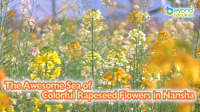 The Awesome Sea of Colorful Rapeseed Flowers in Nansha