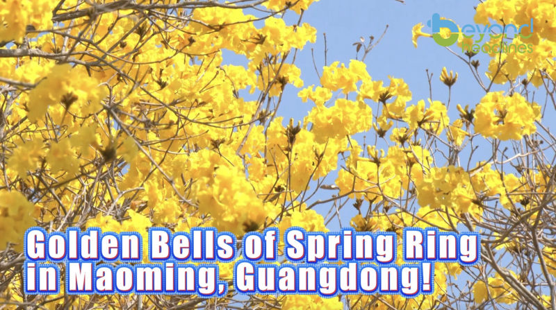 Golden Bells of Spring Ring in Maoming, Guangdong!