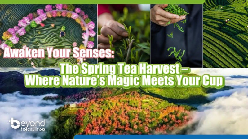 Awaken Your Senses: The Spring Tea Harvest – Where Nature’s Magic Meets Your Cup