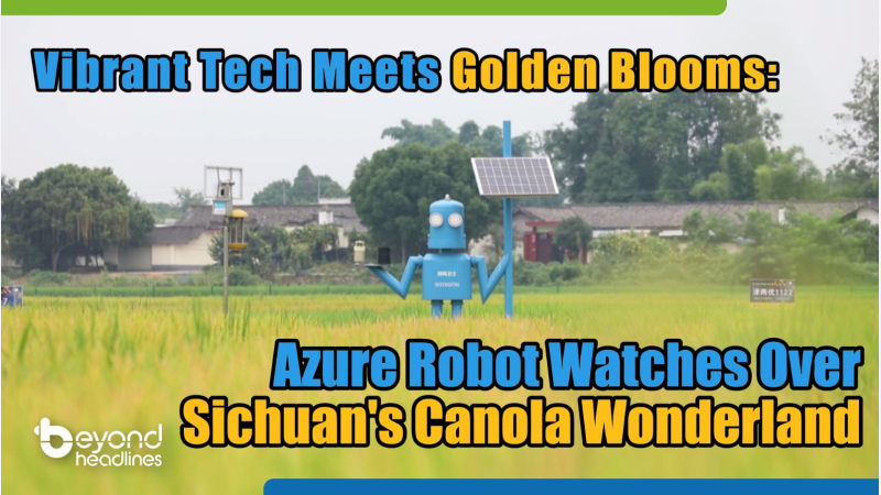 Vibrant Tech Meets Golden Blooms: Azure Robot Watches Over Sichuan’s Canola Wonderland