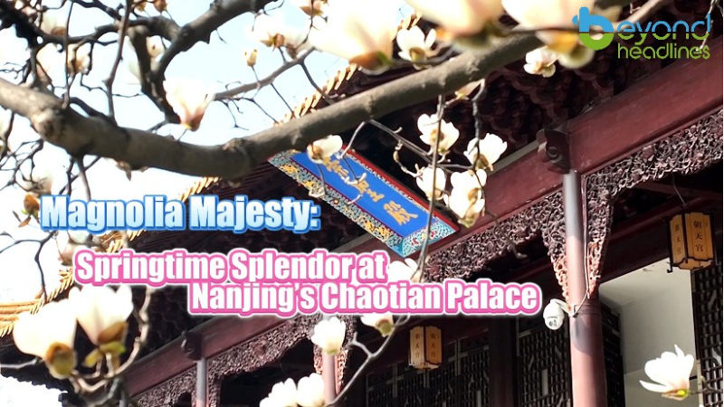 Magnolia Majesty: Springtime Splendor at Nanjing’s Chaotian Palace