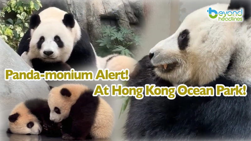 Panda-monium Alert! At Hong Kong Ocean Park!