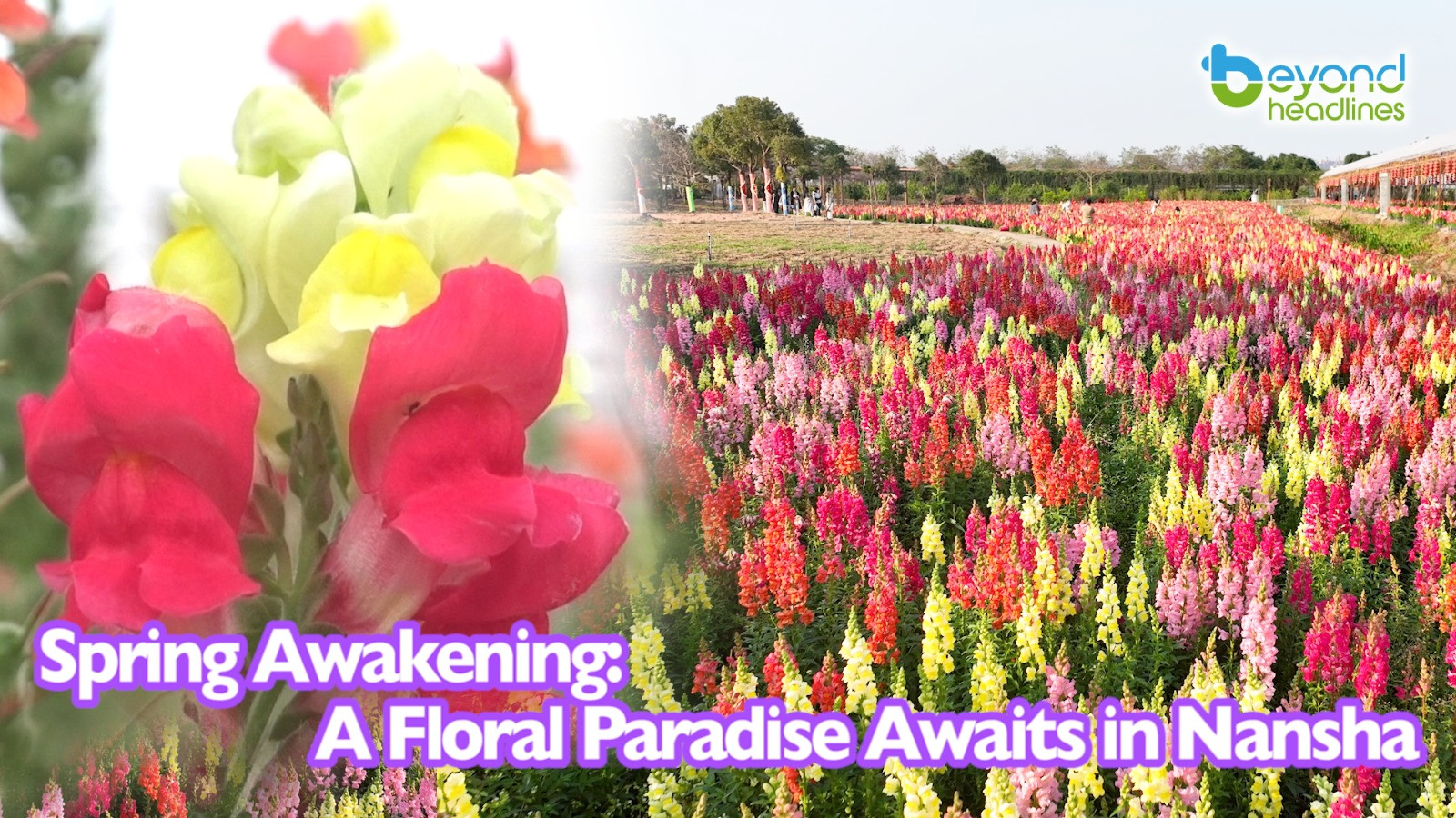 Spring Awakening: A Floral Paradise Awaits in Nansha
