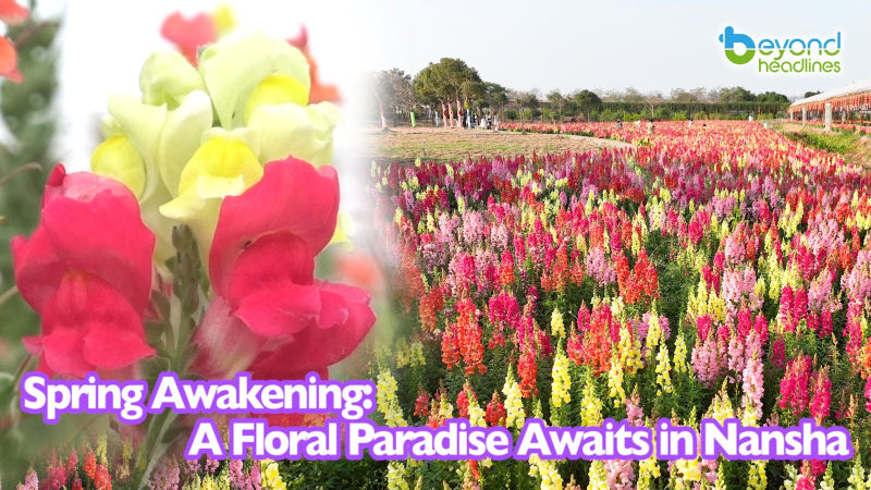 Spring Awakening: A Floral Paradise Awaits in Nansha