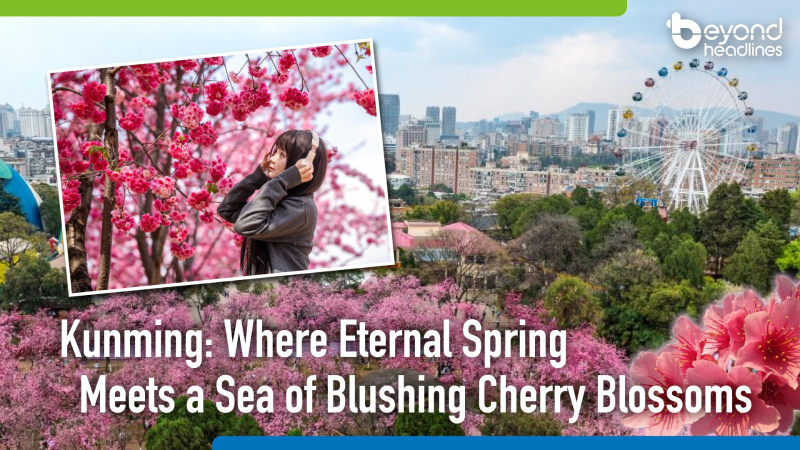Kunming: Where Eternal Spring Meets a Sea of Blushing Cherry Blossoms