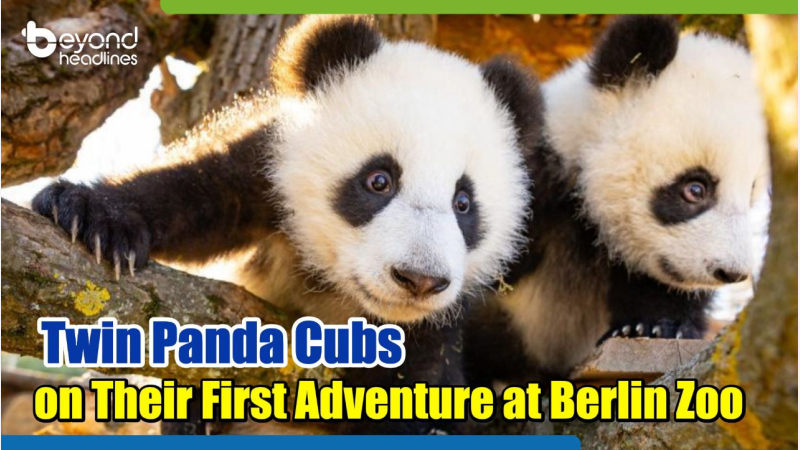 Twin Panda Cubs Embark on Adorable First Adventure at Berlin Zoo
