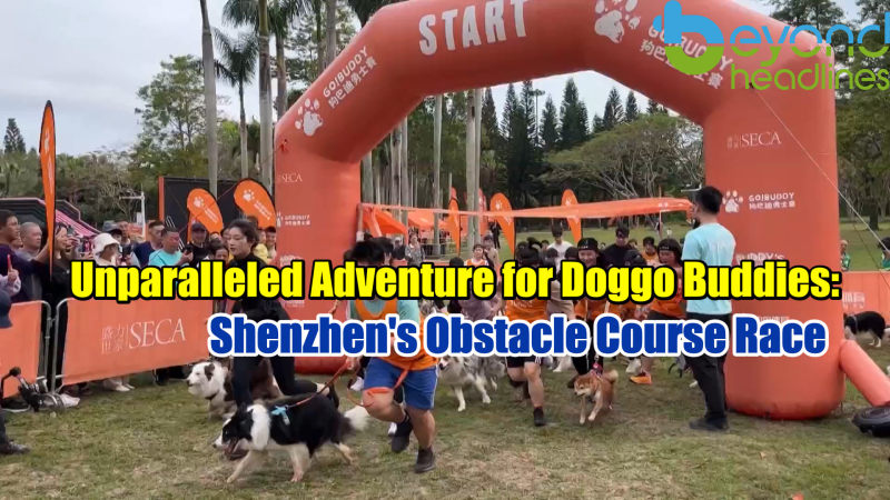 Unparalleled Adventure for Doggo Buddies: Shenzhen’s Obstacle Course Race