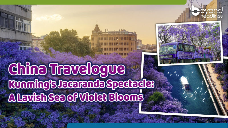 [China Travelogue] Kunming’s Jacaranda Spectacle: A Lavish Sea of Violet Blooms