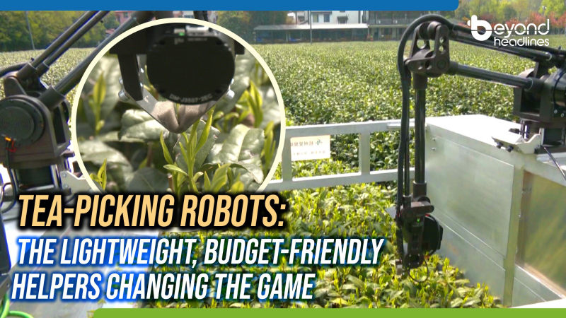 Tea-Picking Robots: The Lightweight, Budget-Friendly Helpers Changing the Game