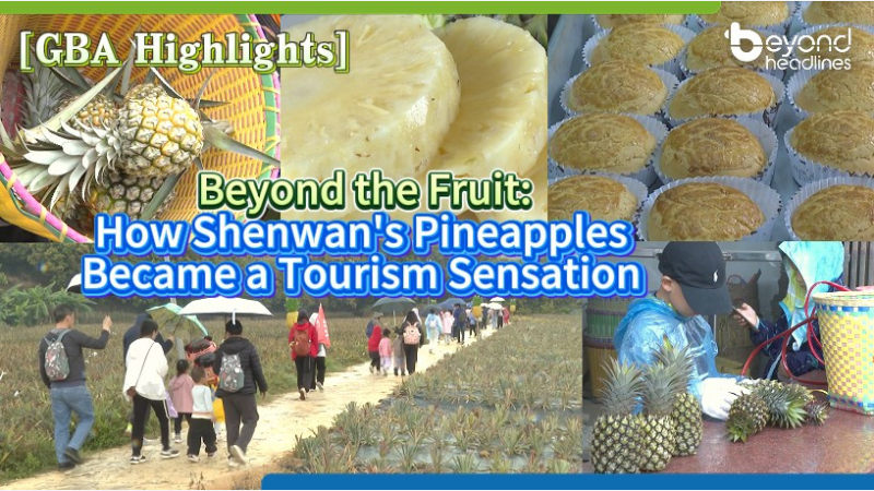 [GBA Hightlights] Beyond the Fruit: How Shenwan’s Pineapples Became a Tourism Sensation