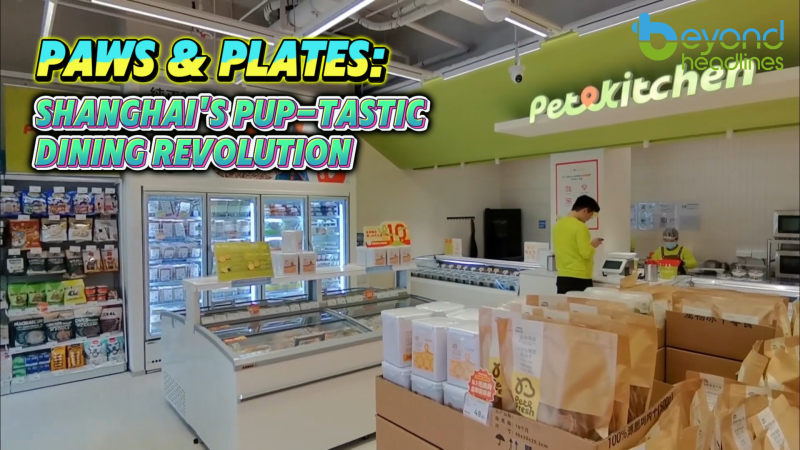 Paws & Plates: Shanghai's Pup-tastic Dining Revolution